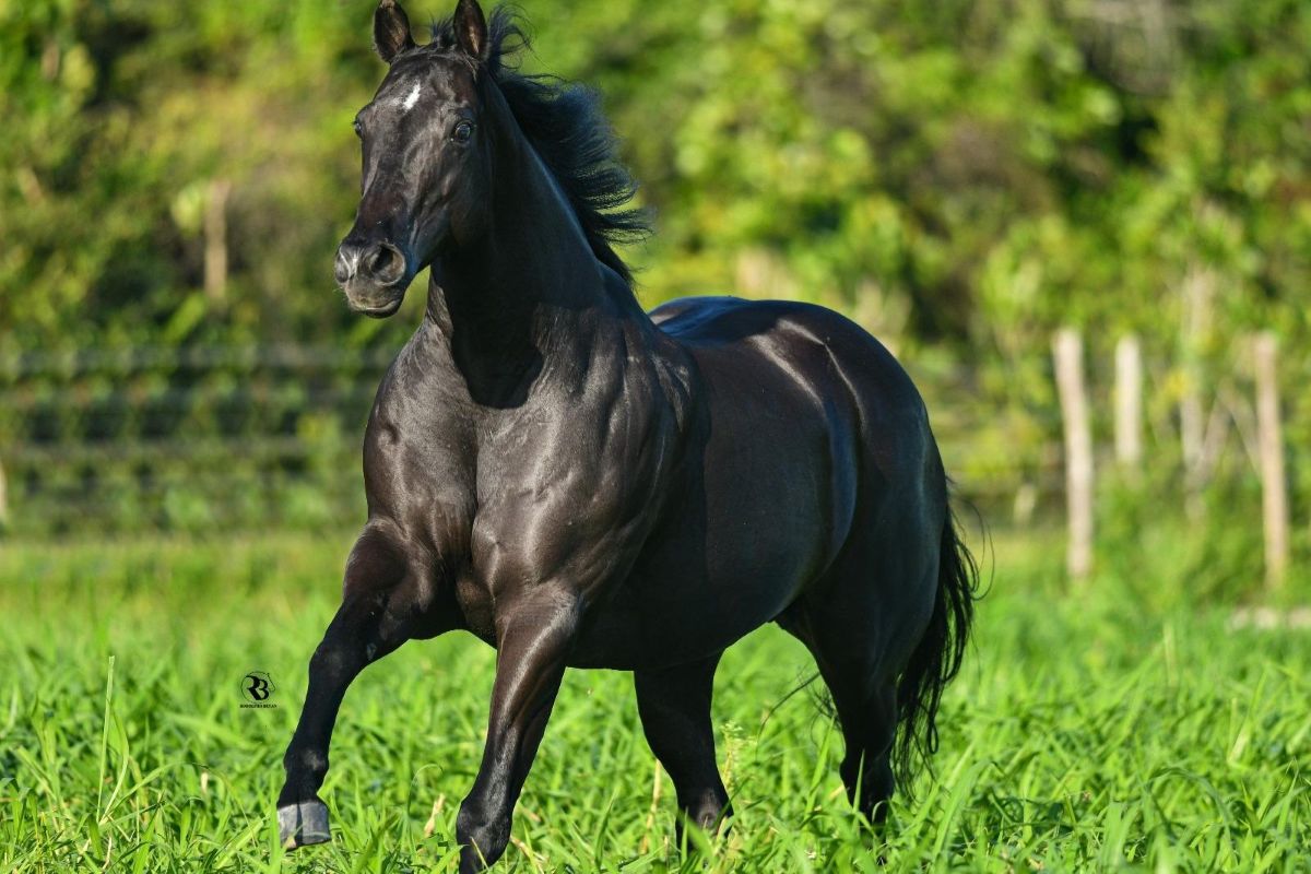 1-Festival-do-Cavalo-Nobrevet